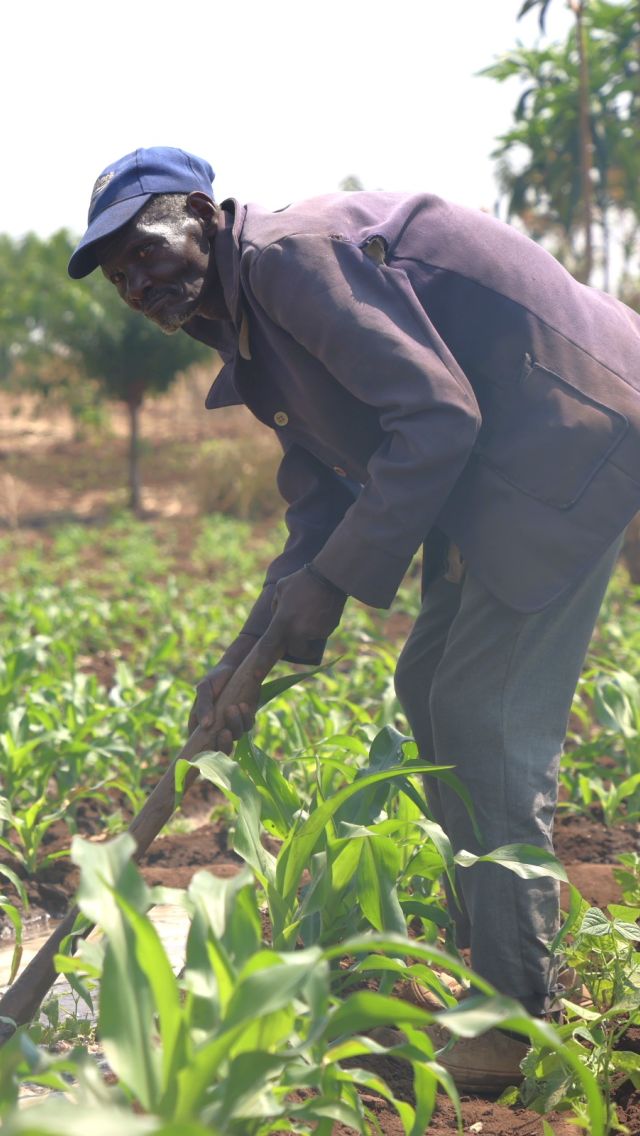 Zambaya Siliya working the field in Malawi